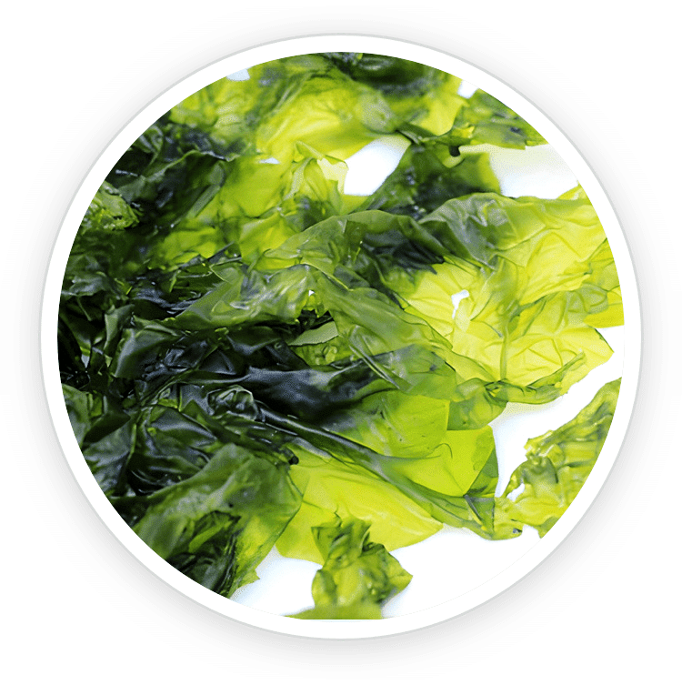 A circular close-up image of green Nori Yaki seaweed extract, used as a key natural ingredient in Prostadine for healthy urinary system support.