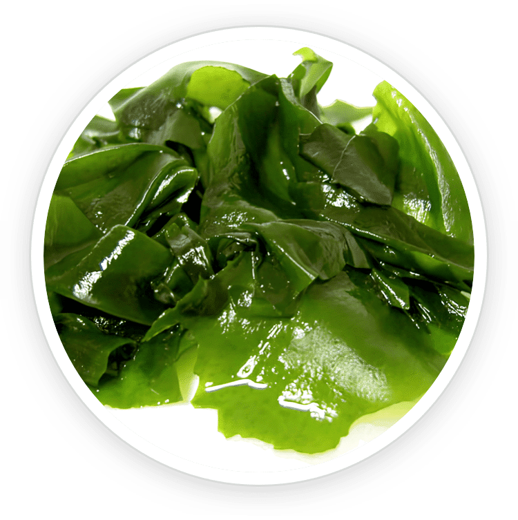 A circular close-up image of fresh green Wakame seaweed extract, featured as a natural component in Prostadine for normal bladder function.