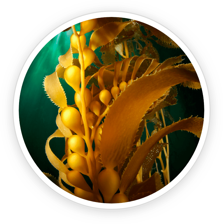 A circular close-up image of golden-brown Kelp powder algae underwater, included as a natural Prostadine ingredient for system cleansing.