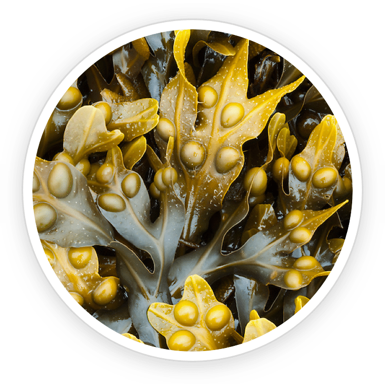 A circular close-up image of natural Bladderwrack seaweed extract with air vesicles, featured as an organic ingredient in Prostadine drops.