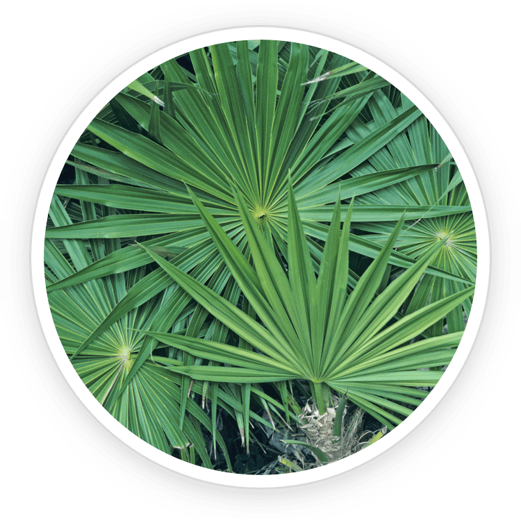 A circular close-up of vibrant green Saw Palmetto palm leaves, a core botanical ingredient in Prostadine for natural prostate health support.